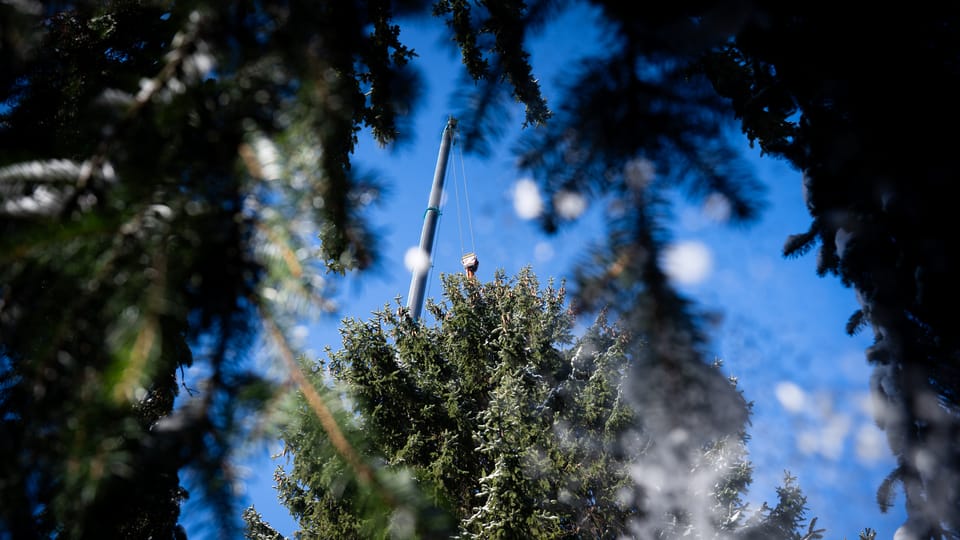 Aufstellung des Weihnachtsbaums auf dem Altstädter Ring | Foto: Zuzana Jarolímková, iROZHLAS.cz Aufstellung des Weihnachtsbaums auf dem Altstädter Ring | Foto: Zuzana Jarolímková, iROZHLAS.cz