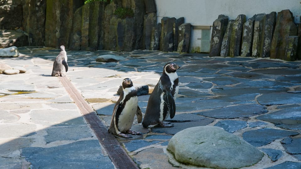 Die Humboldt-Pinguine | Foto: Barbora Navrátilová, Radio Prague International Die Humboldt-Pinguine | Foto: Barbora Navrátilová, Radio Prague International