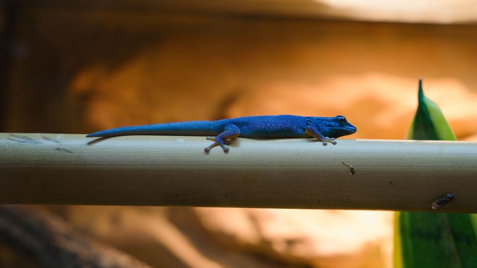 Himmelblaue Zwergtaggecko | Foto: Barbora Navrátilová,  Radio Prague International