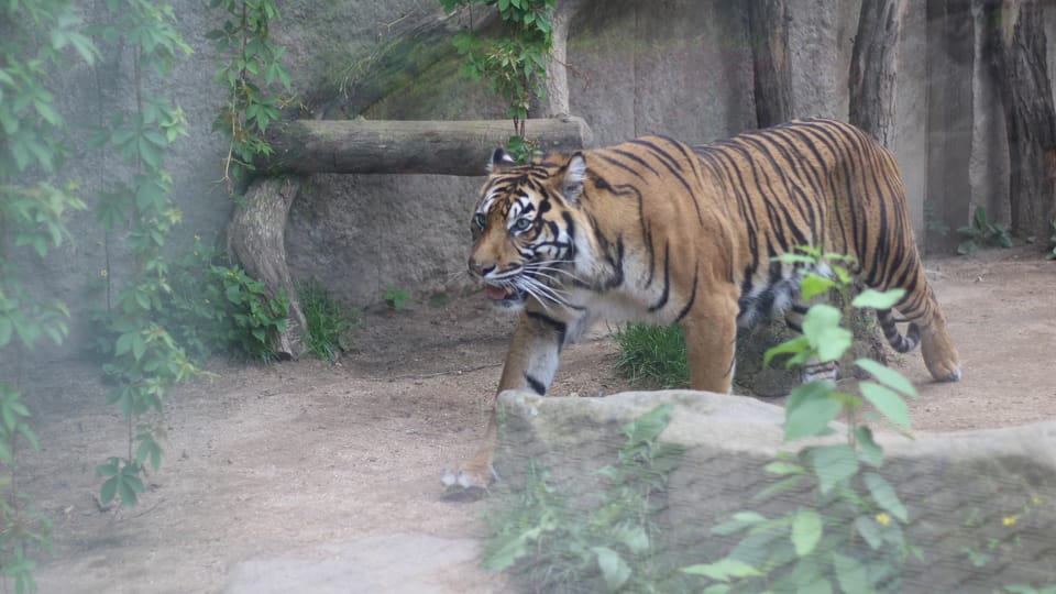Zoo Jihlava | Foto: Milan Kopecký, Tschechischer Rundfunk Zoo Jihlava | Foto: Milan Kopecký, Tschechischer Rundfunk