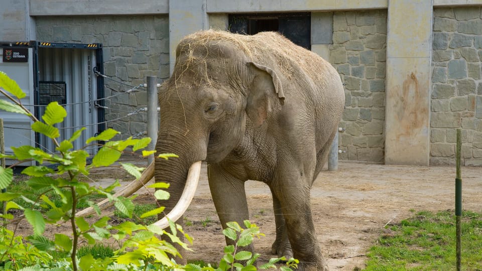 Asiatischer Elefant | Foto: Barbora Navrátilová, Radio Prague International Asiatischer Elefant | Foto: Barbora Navrátilová, Radio Prague International