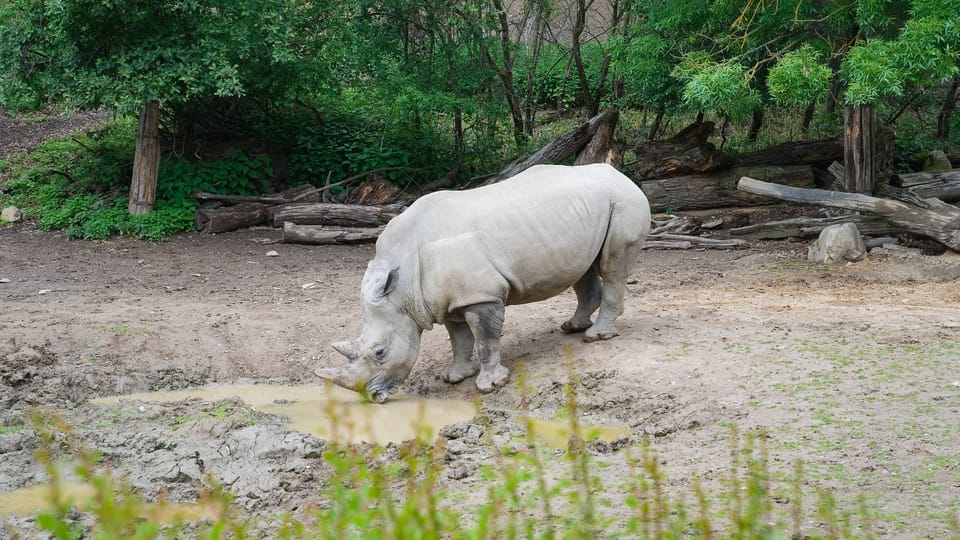 Südliches Breitmaulnashorn | Foto: Barbora Navrátilová,  Radio Prague International