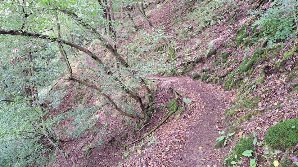 Der Weg von Skryje aus führt durch das Naturschutzgebiet entlang des Hügels oberhalb von Berounka. | Foto: Hana Slavická, Radio Prague International Der Weg von Skryje aus führt durch das Naturschutzgebiet entlang des Hügels oberhalb von Berounka. | Foto: Hana Slavická, Radio Prague International