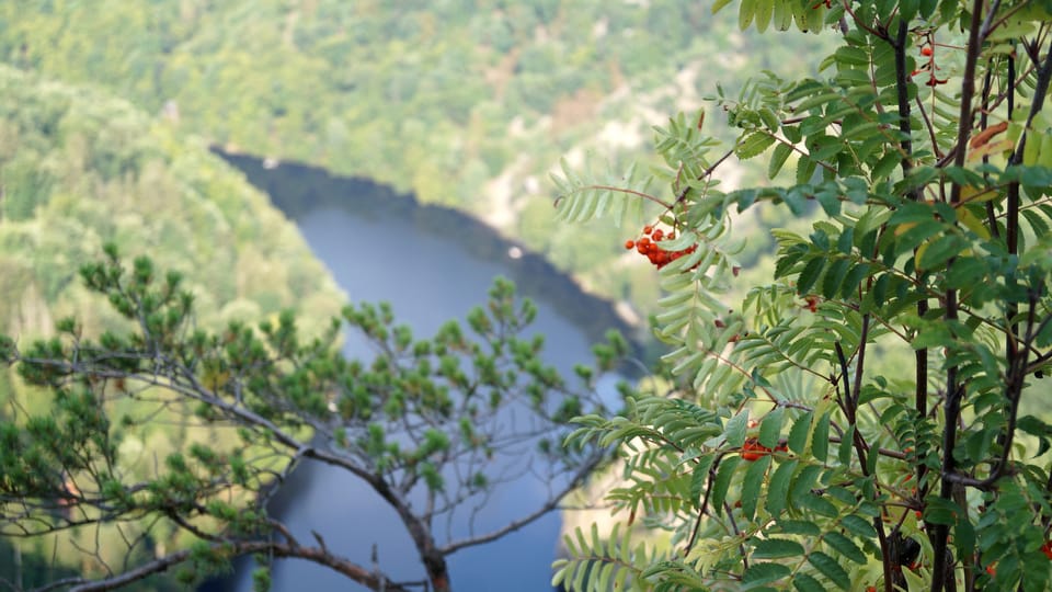 Vogelbeere auf dem Aussichtspunkt Máj | Foto: Miloš Turek, Radio Prague International Vogelbeere auf dem Aussichtspunkt Máj | Foto: Miloš Turek, Radio Prague International
