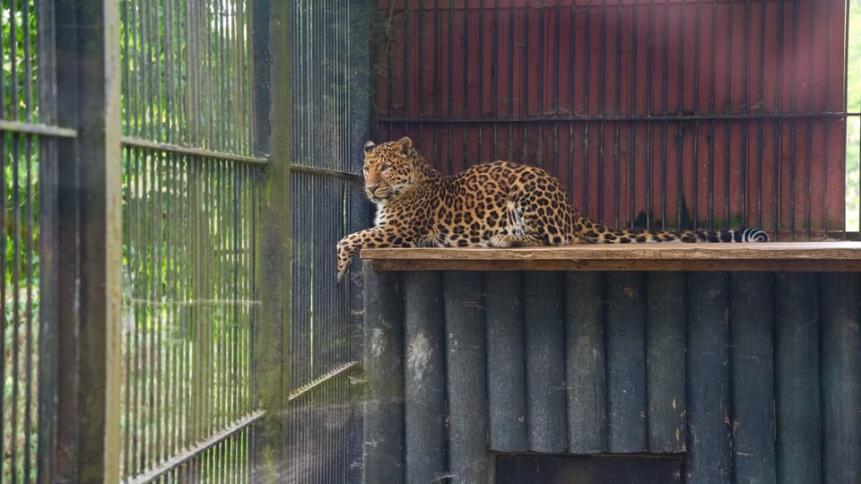 Nordchinesischer Leopard | Foto: Barbora Navrátilová,  Radio Prague International