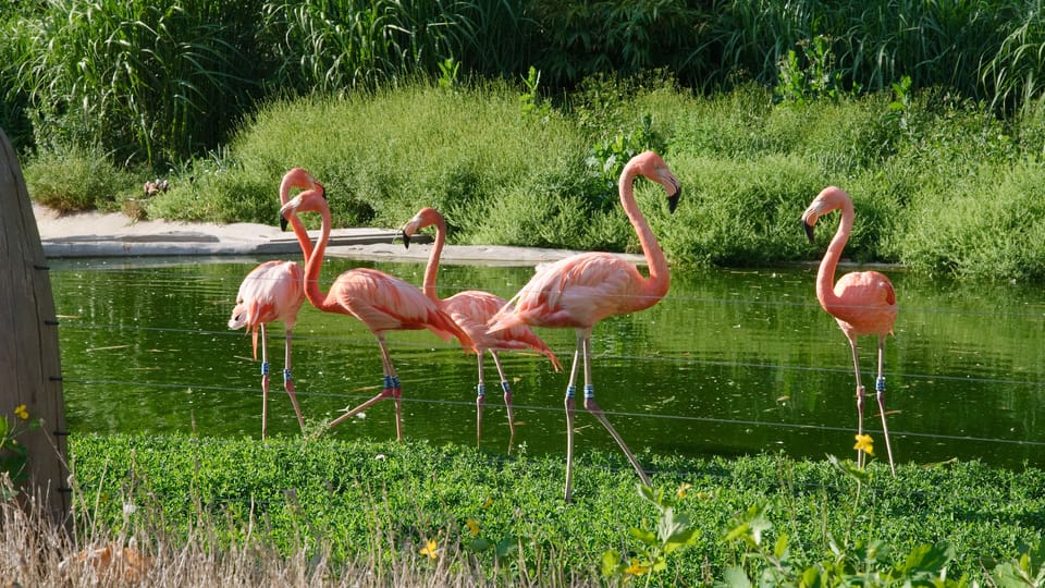 Ein Schwarm Flamingos | Foto: Barbora Navrátilová,  Radio Prague International