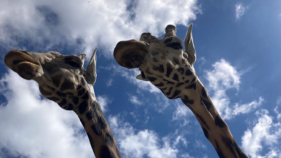 Rothschild-Giraffe | Foto: Olga Vasinkevich,  Radio Prague International
