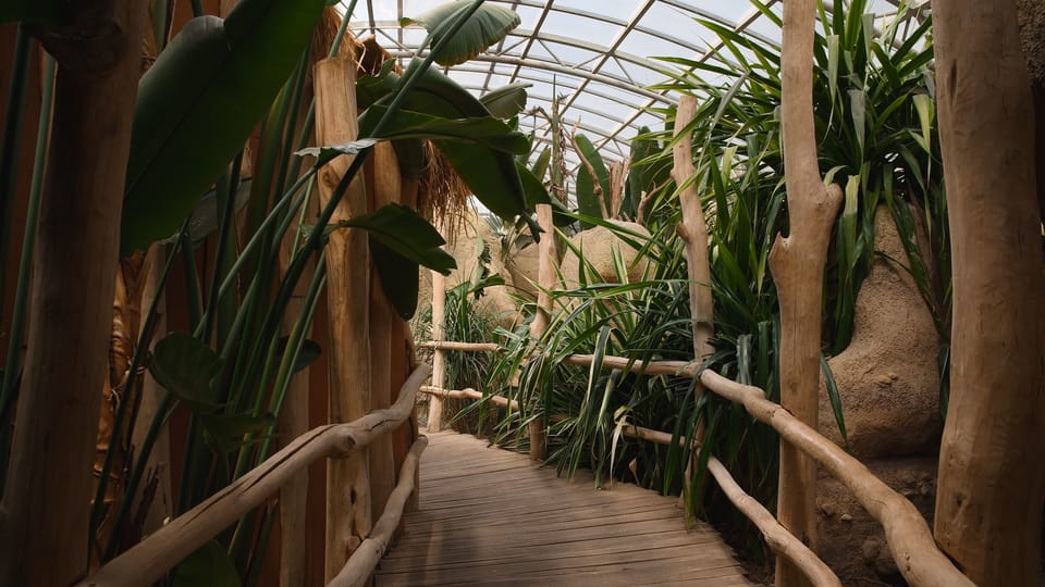 Die Ausstellung mit dem Titel Madagaskar und der Tropenwald | Foto: Barbora Navrátilová, Radio Prague International Die Ausstellung mit dem Titel Madagaskar und der Tropenwald | Foto: Barbora Navrátilová, Radio Prague International