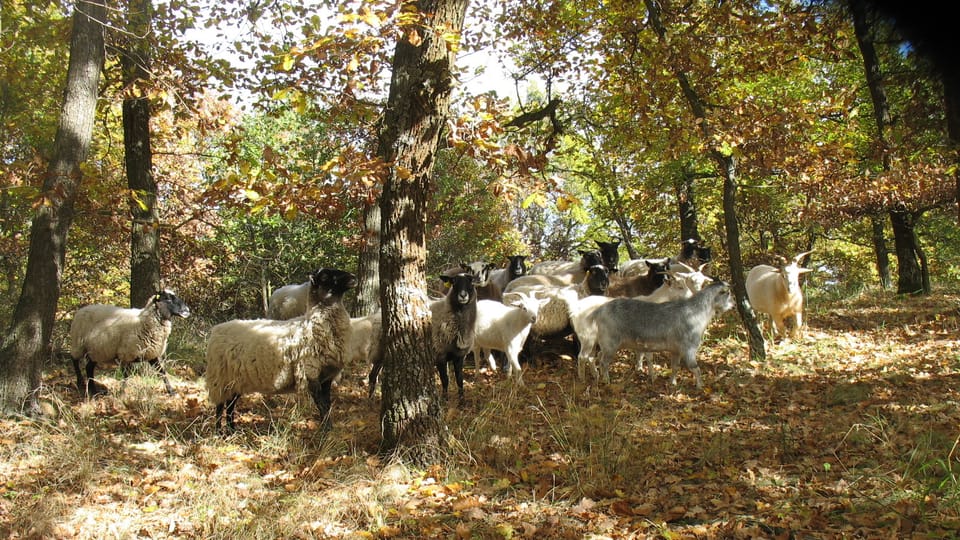 Schaf- und Ziegenzucht im Thayatal (Foto: Ľubomír Smatana, Archiv des Tschechischen Rundfunks) Schaf- und Ziegenzucht im Thayatal (Foto: Ľubomír Smatana, Archiv des Tschechischen Rundfunks)