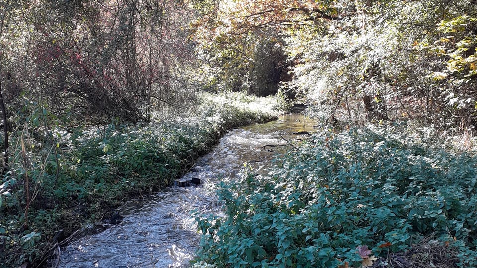 Divoká Šárka  (Foto: Marion Galard)