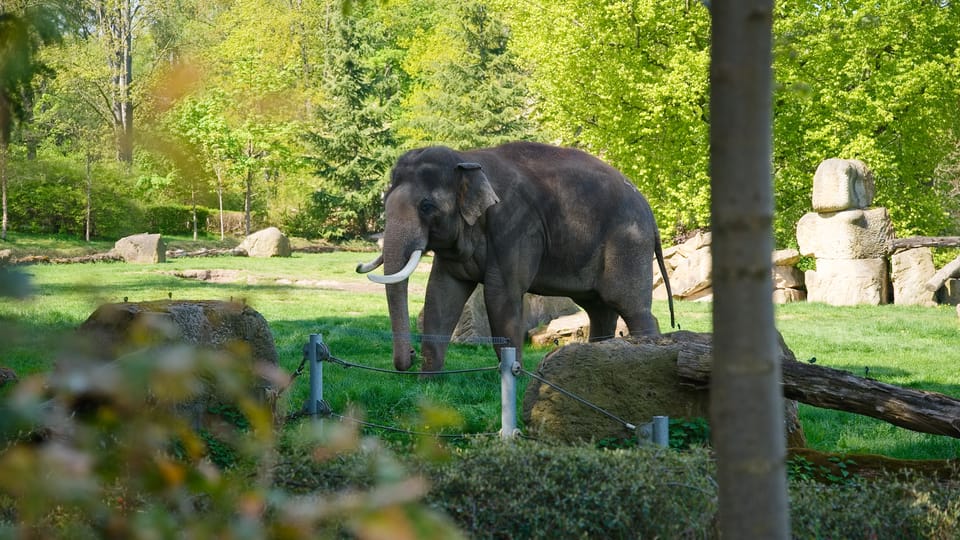 Asiatischer Elefant | Foto: Barbora Navrátilová, Radio Prague International Asiatischer Elefant | Foto: Barbora Navrátilová, Radio Prague International