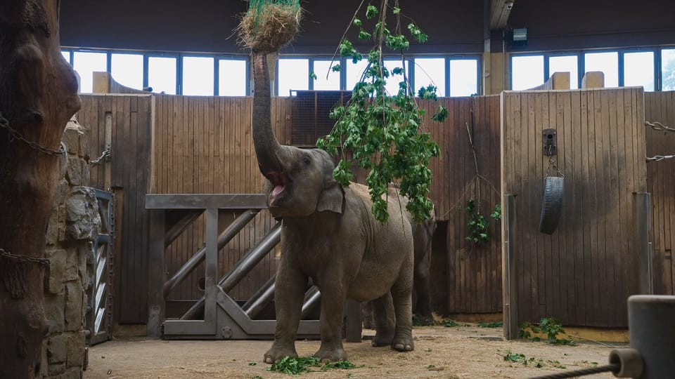 Asiatischer Elefant | Foto: Barbora Navrátilová, Radio Prague International Asiatischer Elefant | Foto: Barbora Navrátilová, Radio Prague International