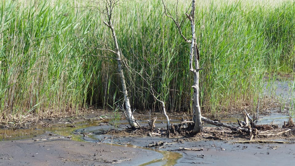 Naturreservat Soos (Foto: Klára Stejskalová) Naturreservat Soos (Foto: Klára Stejskalová)