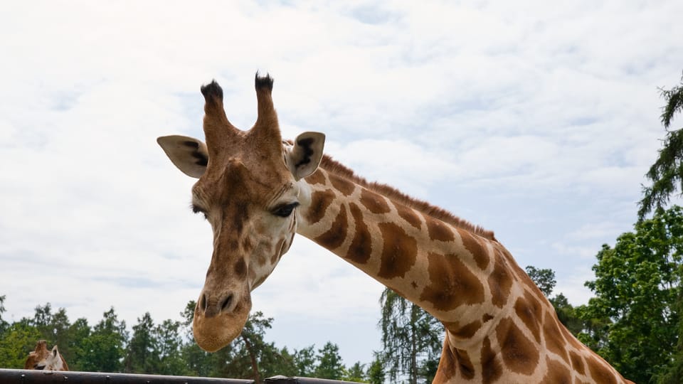Rothschildgiraffe | Foto: Barbora Navrátilová, Radio Prague International Rothschildgiraffe | Foto: Barbora Navrátilová, Radio Prague International