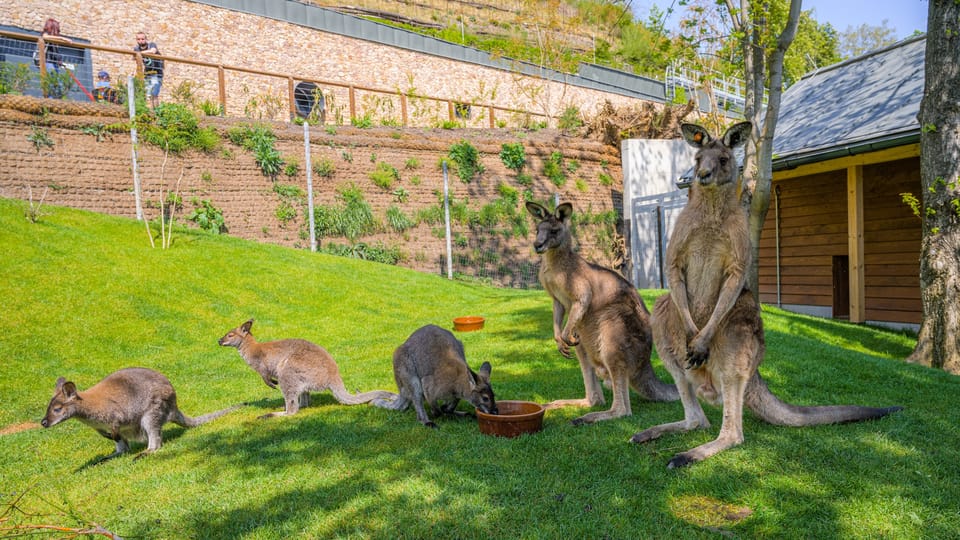 Rotnackenwallaby und Östliches Graues Riesenkänguru (Foto: Archiv des Prager Zoos) Rotnackenwallaby und Östliches Graues Riesenkänguru (Foto: Archiv des Prager Zoos)