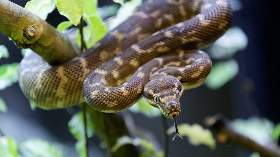 Rauschuppenpython (Foto: Archiv des Prager Zoos) Rauschuppenpython (Foto: Archiv des Prager Zoos)