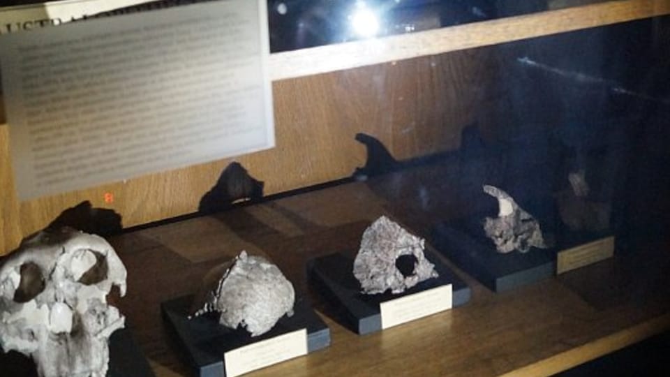 Schädel der Australopithecinen (Foto: Archiv des Tschechischen Rundfunks - Radio Prag) Schädel der Australopithecinen (Foto: Archiv des Tschechischen Rundfunks - Radio Prag)