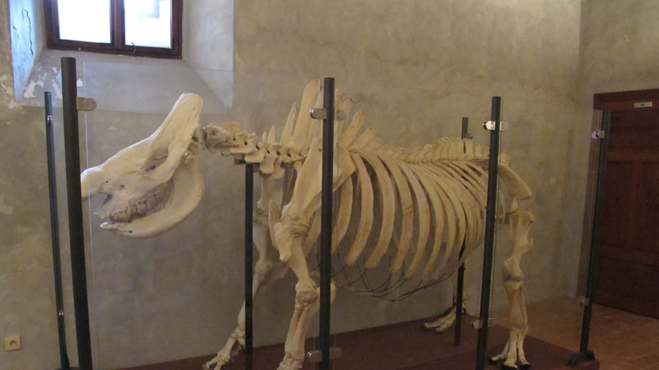 Dauerausstellung von Skeletten exotischer Tiere  (Foto: Martina Schneibergová)
