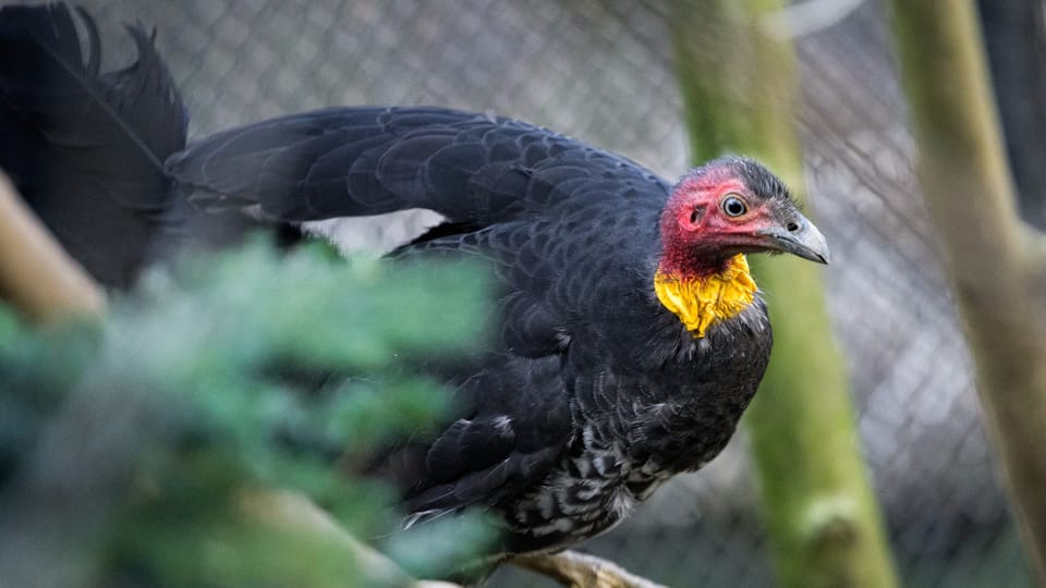 Buschhuhn (Foto: Archiv des Prager Zoos) Buschhuhn (Foto: Archiv des Prager Zoos)