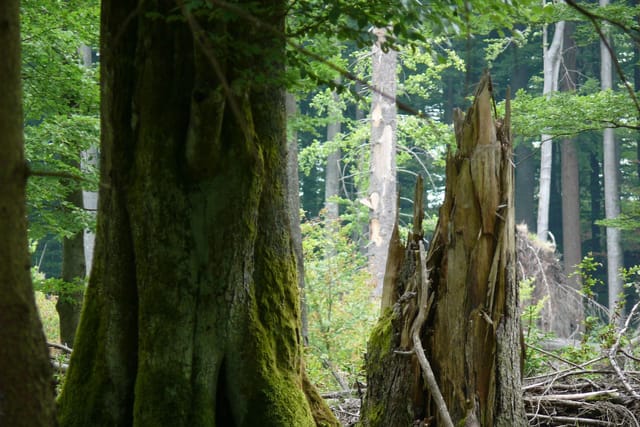 Žofínský prales  (Sophien-Urwald) | Foto: Romana Kostohryzová,  Tschechischer Rundfunk