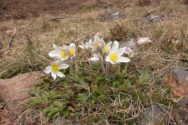 Frühlings-Kuhschell  (Pulsatilla vernalis) am Kozí vršek  (Ziegenberg) bei Vlkov in Südböhmen | Foto: Jan Blahovec