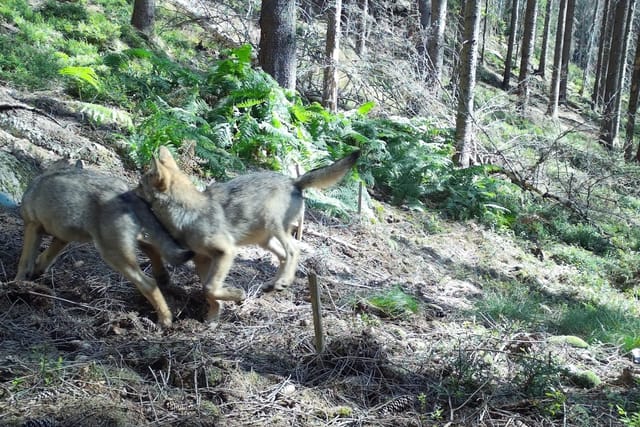 Wölfe im Böhmerwald | Foto: Daniela Pilařová,  Tschechischer Rundfunk