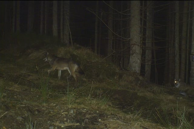 Wölfe im Böhmerwald | Foto: Nationalpark Šumava