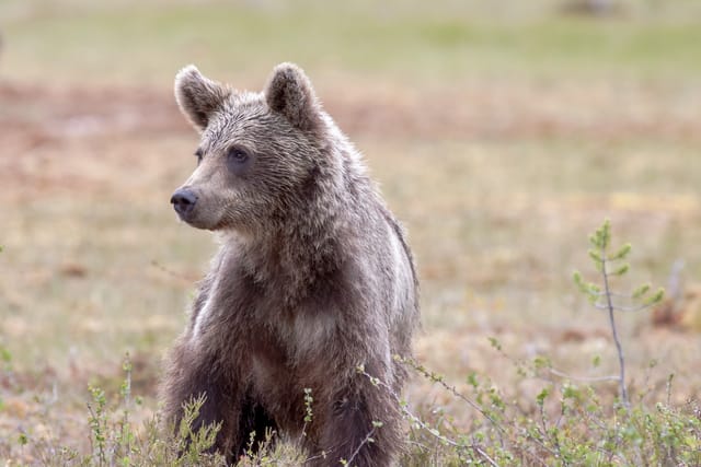Braunbär | Illustrationsfoto: LTapsaH,  Pixabay,  Pixabay License
