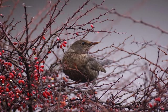 Amsel | Foto: gb59098,  Pixabay,  CC0 1.0 DEED