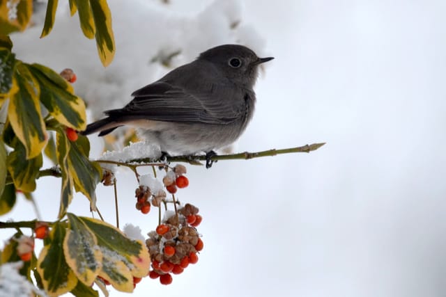 Gartenrotschwanz | Foto: Jolana Nováková,  Tschechischer Rundfunk