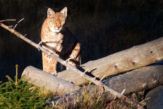 Eurasischer Luchs | Illustrationsfoto: Michaela Jílková,  Profimedia
