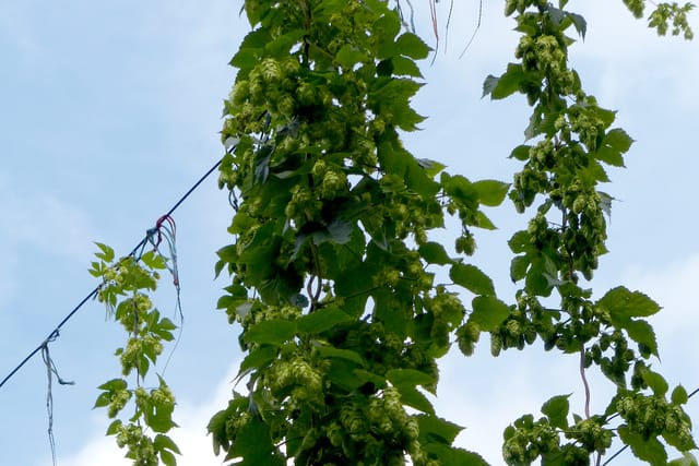 Der Hopfen | Foto: Radio Prague International