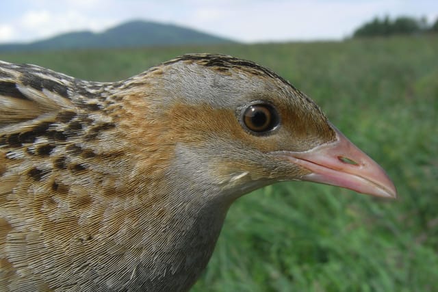 Der elegante hellbraune Wachtelkönig im Riesengebirge | Foto: Václav Zámečník,  Tschechische Ornithologische Gesellschaft