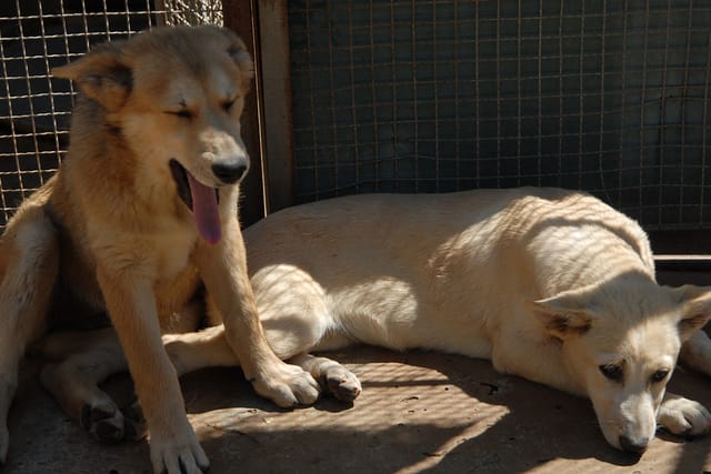 Der Kanaan-Hund ist an das Leben in der Wüste gewöhnt,  doch auch ihn macht die Hitze zu schaffen. | Foto: Břetislav Tureček,  Tschechischer Rundfunk