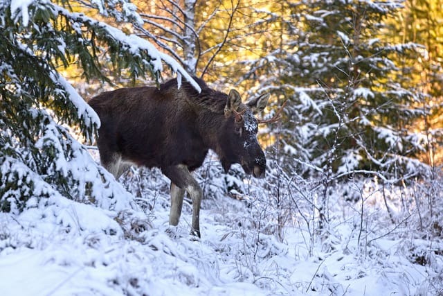 Elch Emil im verschneiten Böhmerwald | Foto: Marek Drha