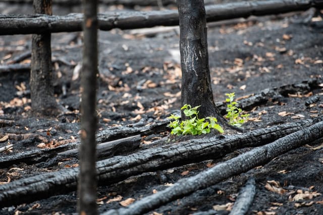 Der Wald im Nationalpark Böhmische Schweiz nach dem Brand | Foto: René Volfík,  Tschechischer Rundfunk