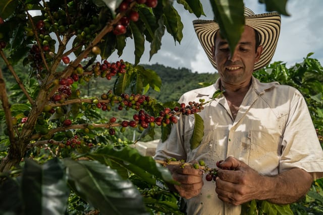 Foto:  Juan Nicolás Becerra Manrique,  Fairtrade Česko a Slovensko