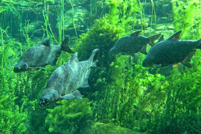 Brachsen im Stausee Římov | Foto: Jiří Peterka,  Archiv des Biologischen Zentrums der tschechischen Akademie der Wissenschaften