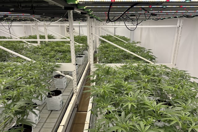 Lagom Pharmatech – Tschechiens größter Produzent von medizinischem Cannabis | Foto: Ľubomír Smatana,  Tschechischer Rundfunk