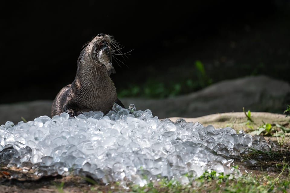 Foto: René Volfík, iROZHLAS.cz Foto: René Volfík, iROZHLAS.cz