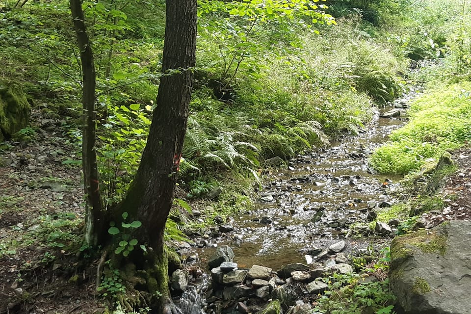 In dem Bach wird seit jeher nach Gold geschürft. | Foto: Hana Slavická,  Radio Prague International