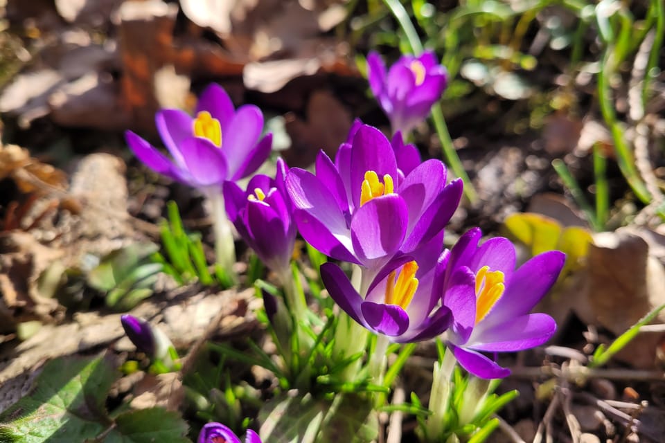 Frühlings-Safran  (Frühlings-Krokus) | Foto: Hana Slavická,  Radio Prague International