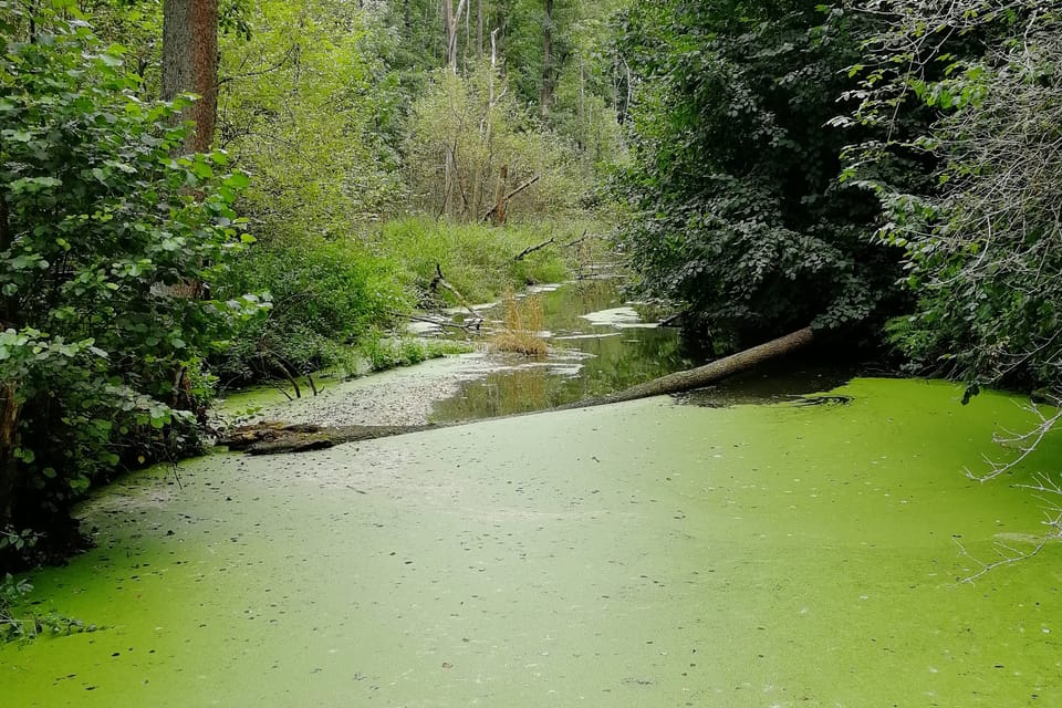 Nationales Naturdenkmal Peklo / Höllengrund  (Foto: Štěpánka Budková)