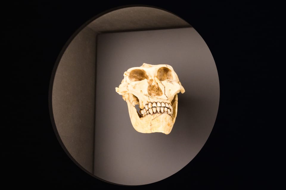 Australopithecus robustus | Foto: Barbora Navrátilová, Radio Prague International Australopithecus robustus | Foto: Barbora Navrátilová, Radio Prague International