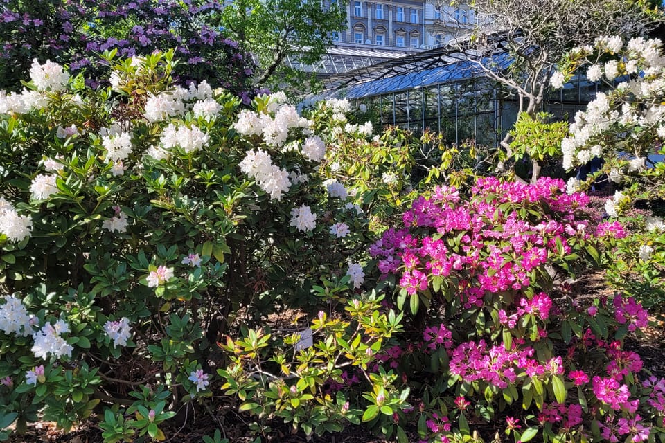 Botanischer Garten der Karlsuniversität | Foto: Hana Slavická,  Radio Prague International