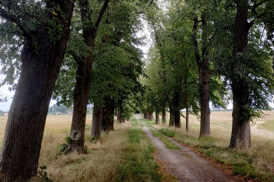 Lindenallee bei Zahrádky / Neugarten  (Foto: Bohumil Šimčík)