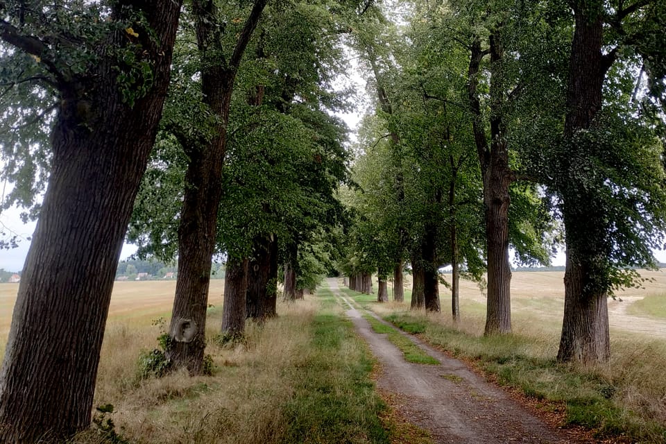 Lindenallee bei Zahrádky / Neugarten (Foto: Bohumil Šimčík) Lindenallee bei Zahrádky / Neugarten (Foto: Bohumil Šimčík)