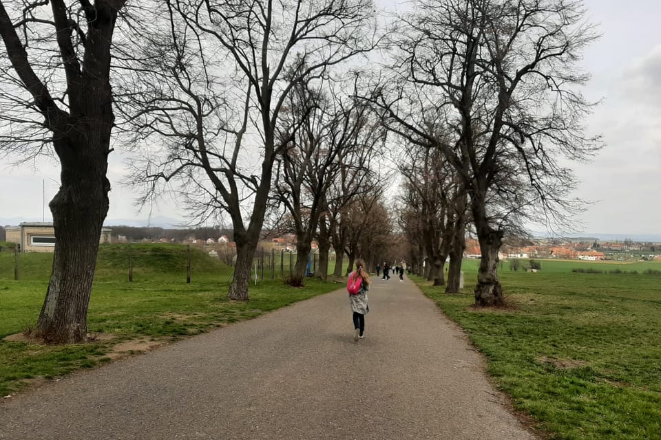 Lindenallee unter dem Berg Říp | Foto: Lenka Žižková,  Radio Prague International