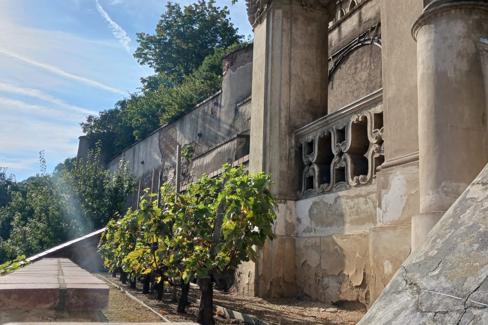 Weinreben im Großen Pálffy-Garten | Foto: Lenka Žižková,  Radio Prague International