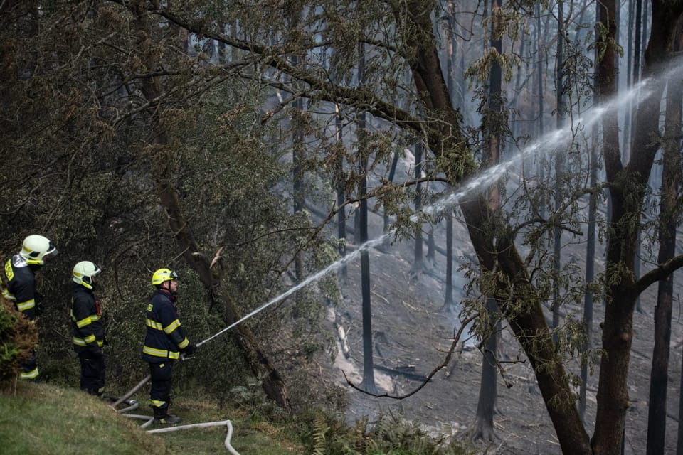 Der Wald im Nationalpark Böhmische Schweiz | Foto: René Volfík, Tschechischer Rundfunk Der Wald im Nationalpark Böhmische Schweiz | Foto: René Volfík, Tschechischer Rundfunk